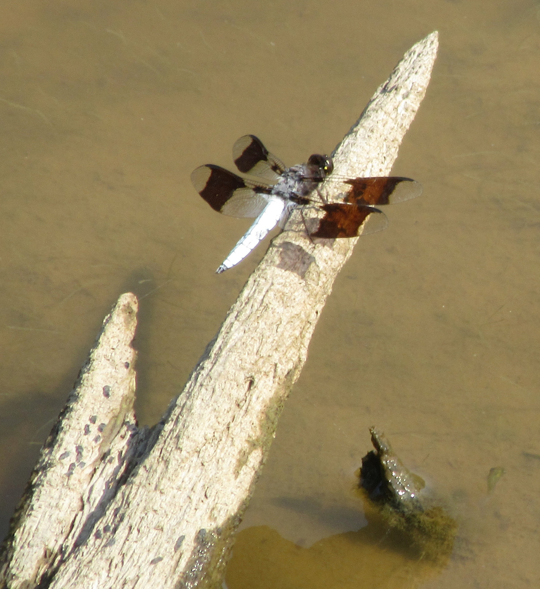 2022 ecol walk common whitetail dragonfly