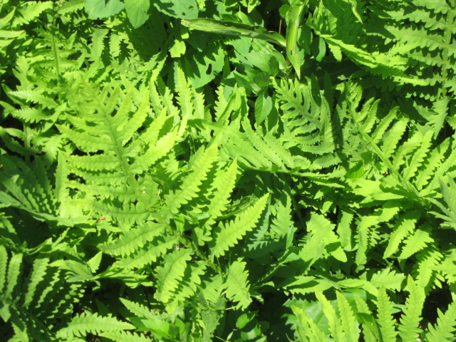 2022 ecol walk sensitive ferns
