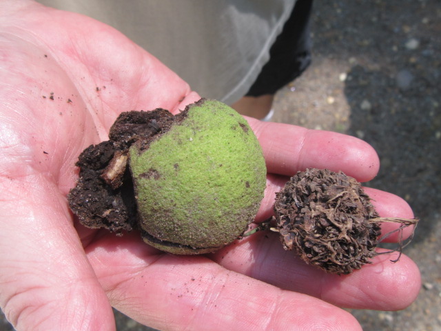 2022 ecol walk walnut sweetgum fruits