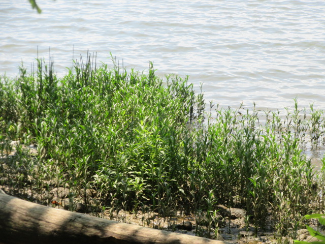 2022 ecol walk water willow