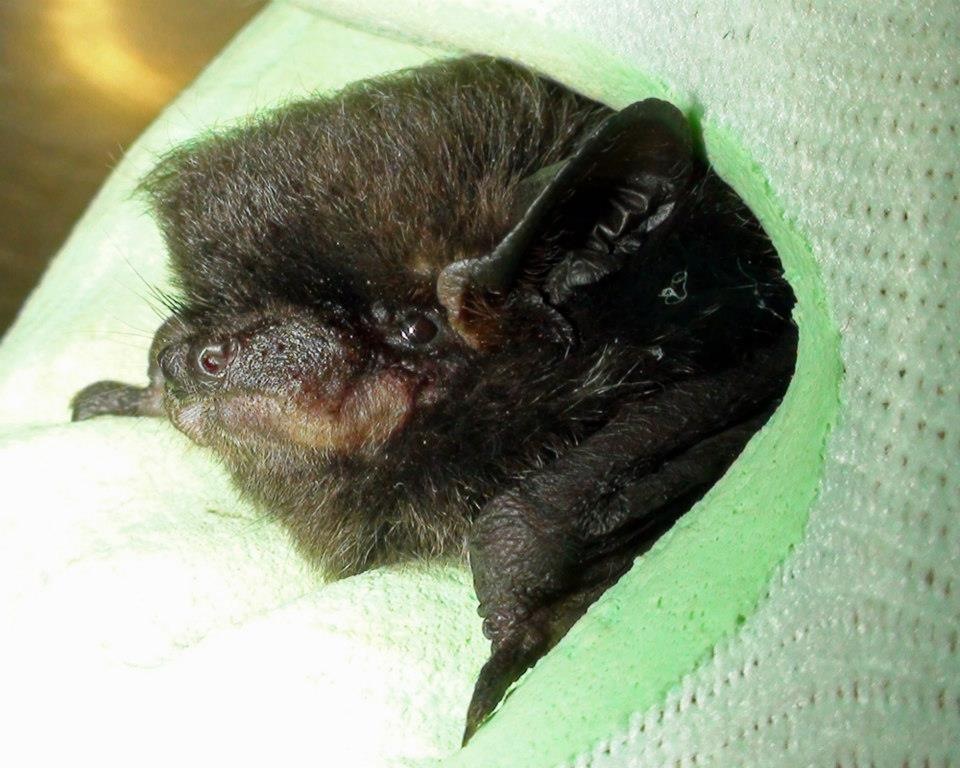 A silver haired bat in Deborahs gloves a bat that she helped rehabilitate