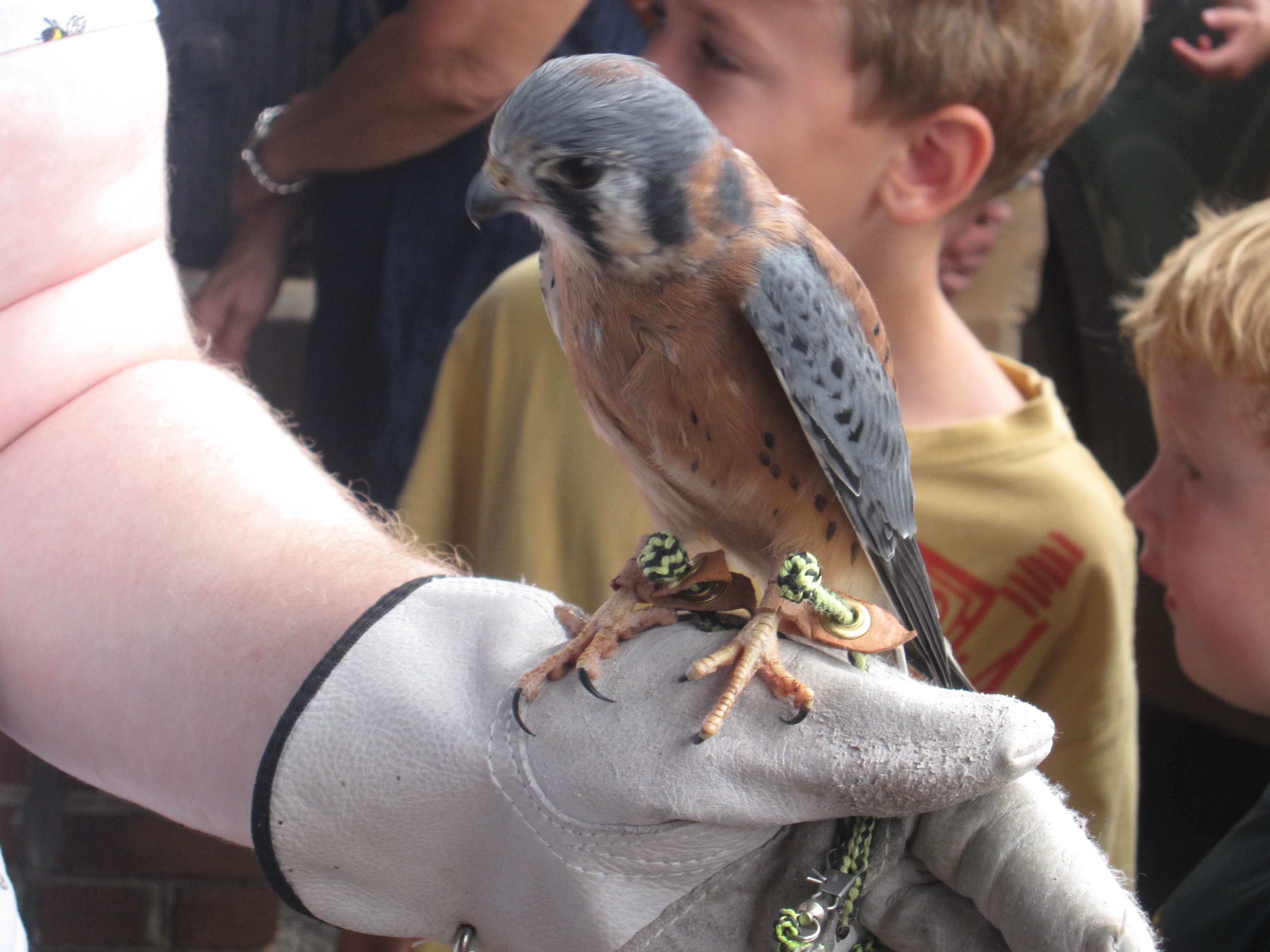 American Kestrel