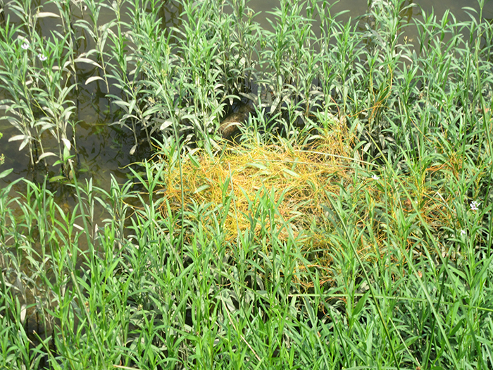 American_water_willow_plants_Justicia_americana_were_shimmering_in_the_breeze_along_the_shoreline_with_the_entwined_parasitic_yellow_dodder_genus_Cuscuta_very_visible-b-700.jpg