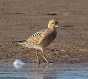 Buff-breasted Sandpiper