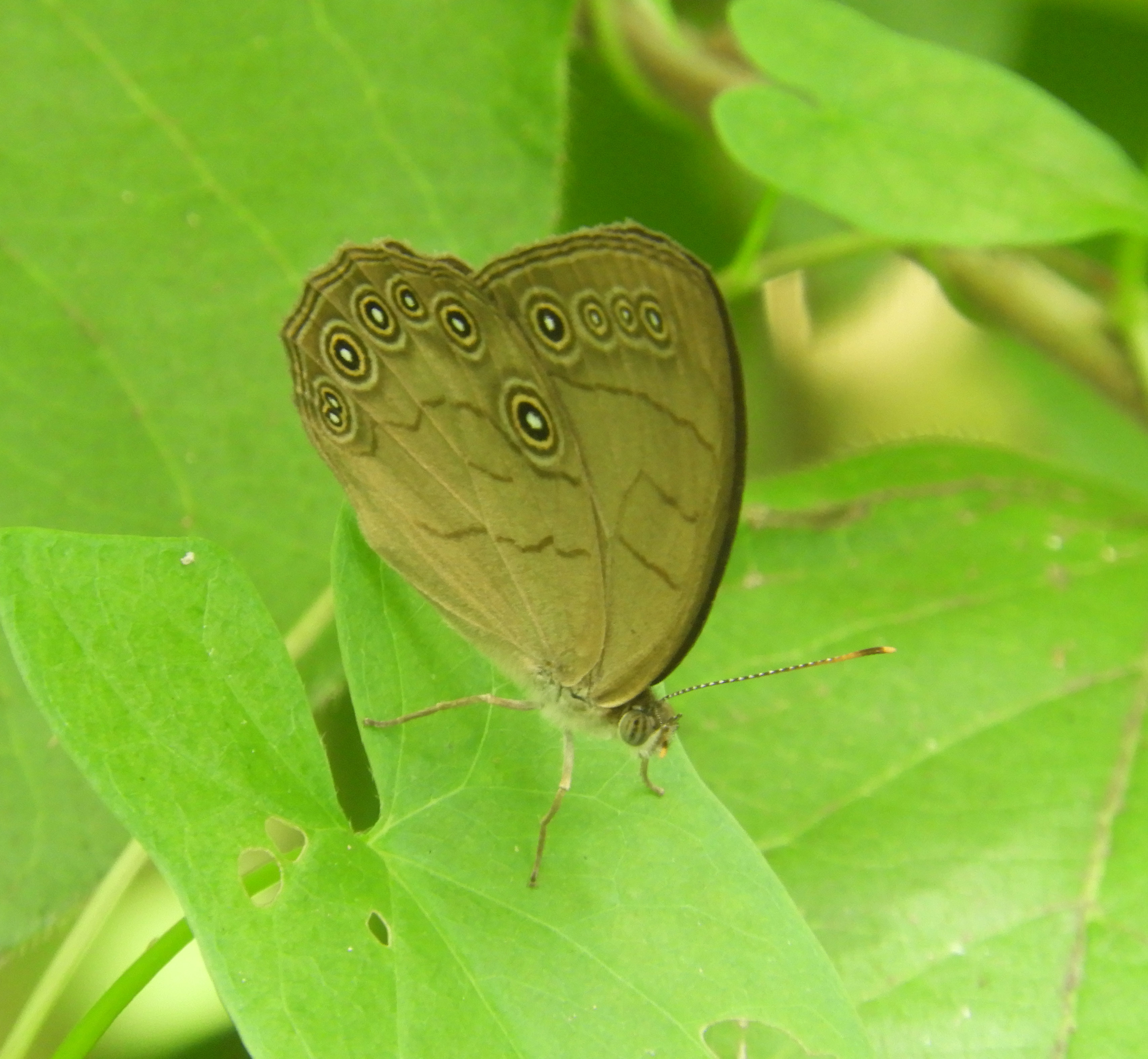 BW Appalacian brown butterfly