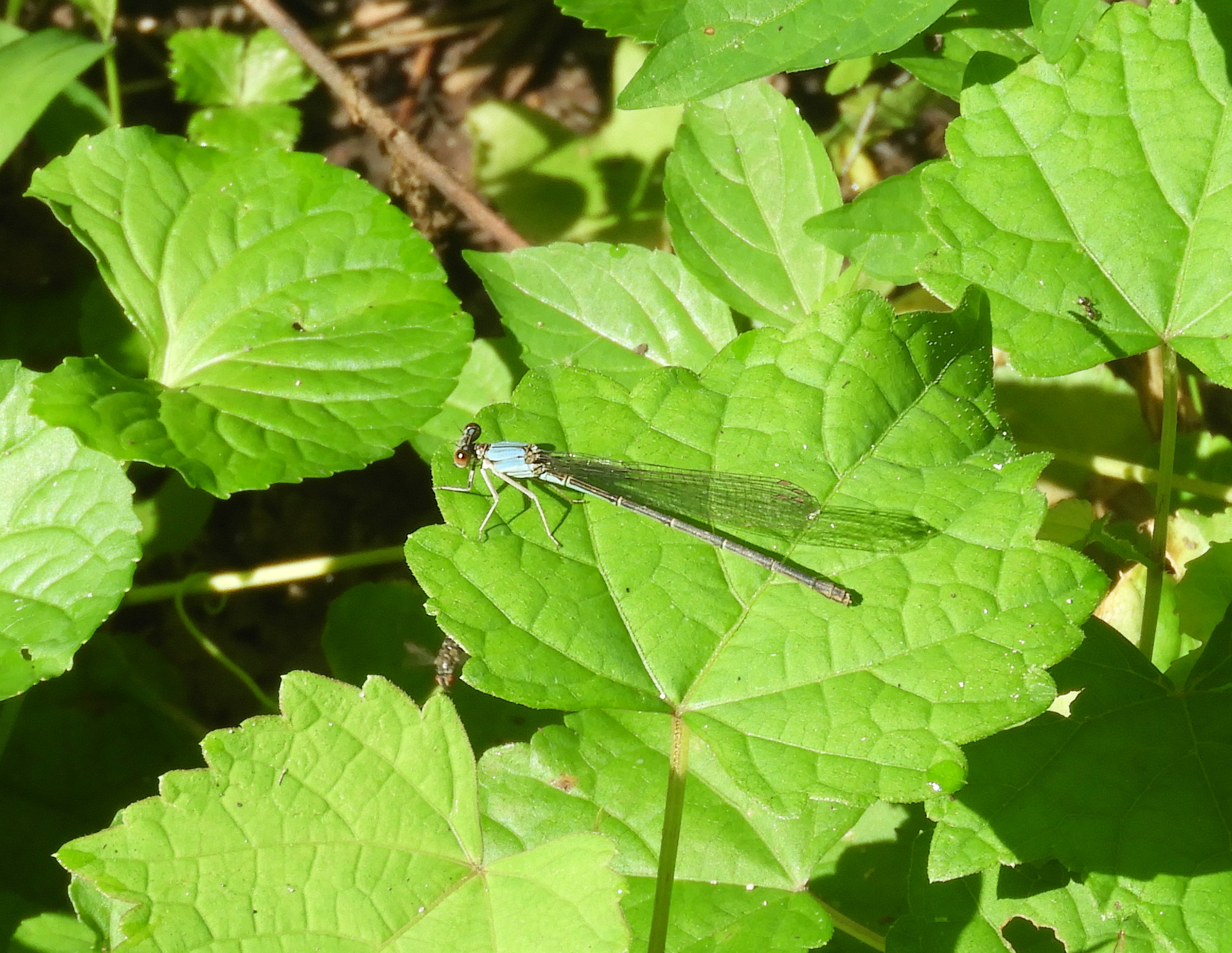 BW Blue fronted dancer damselfly