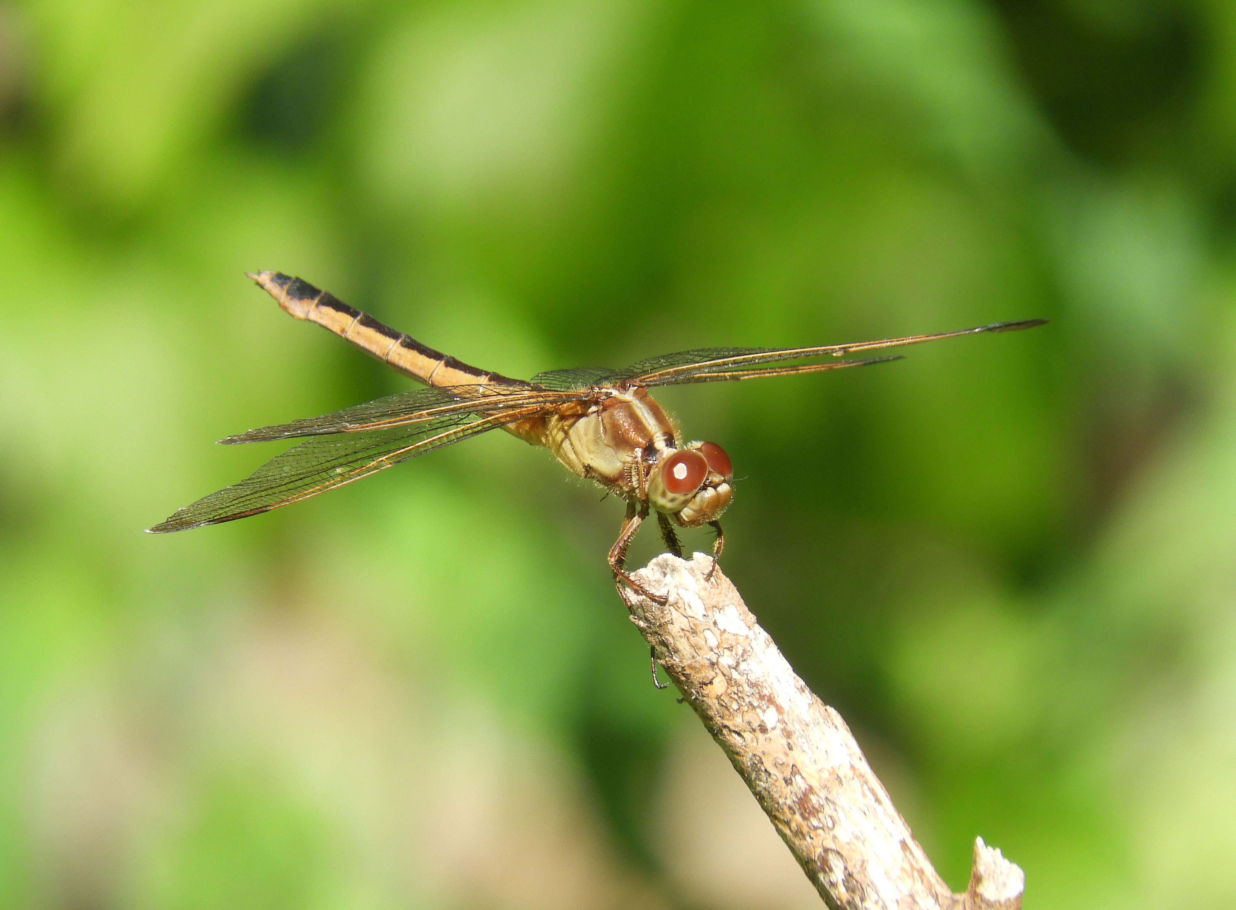 BW Needhams skimmer dragonfly female