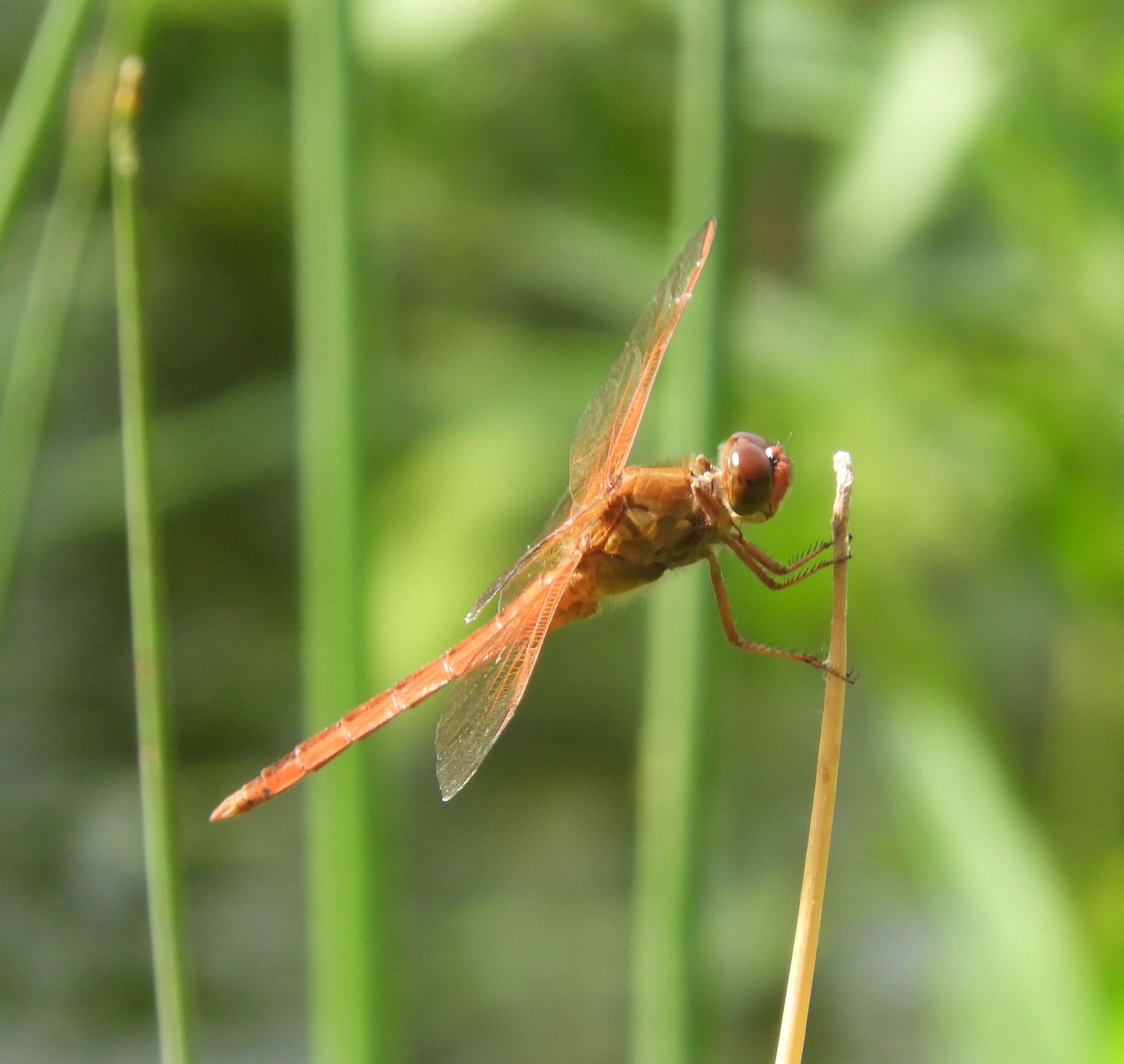 BW Needhams skimmer dragonfly male