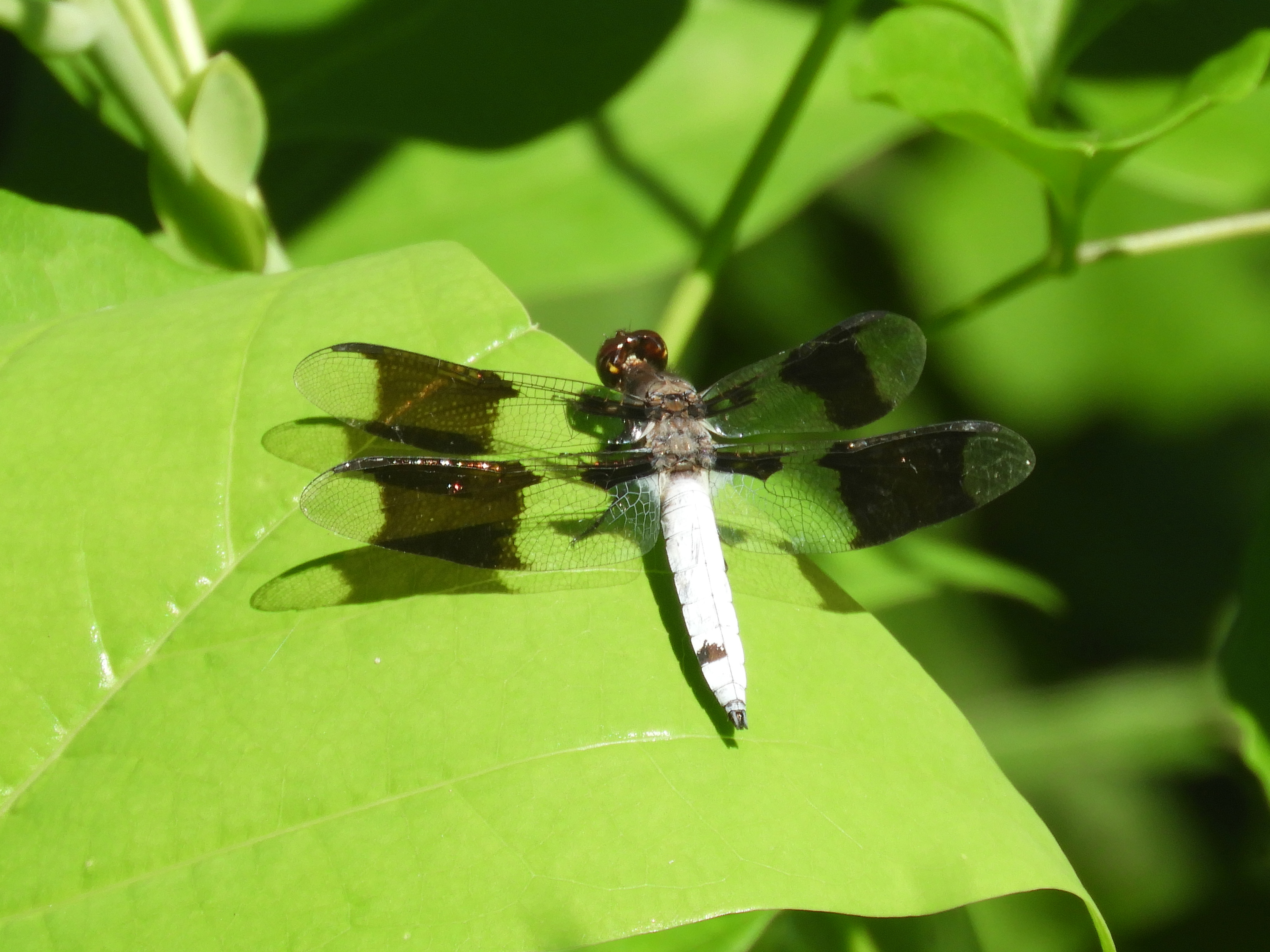 BW common whitetail dragonfly