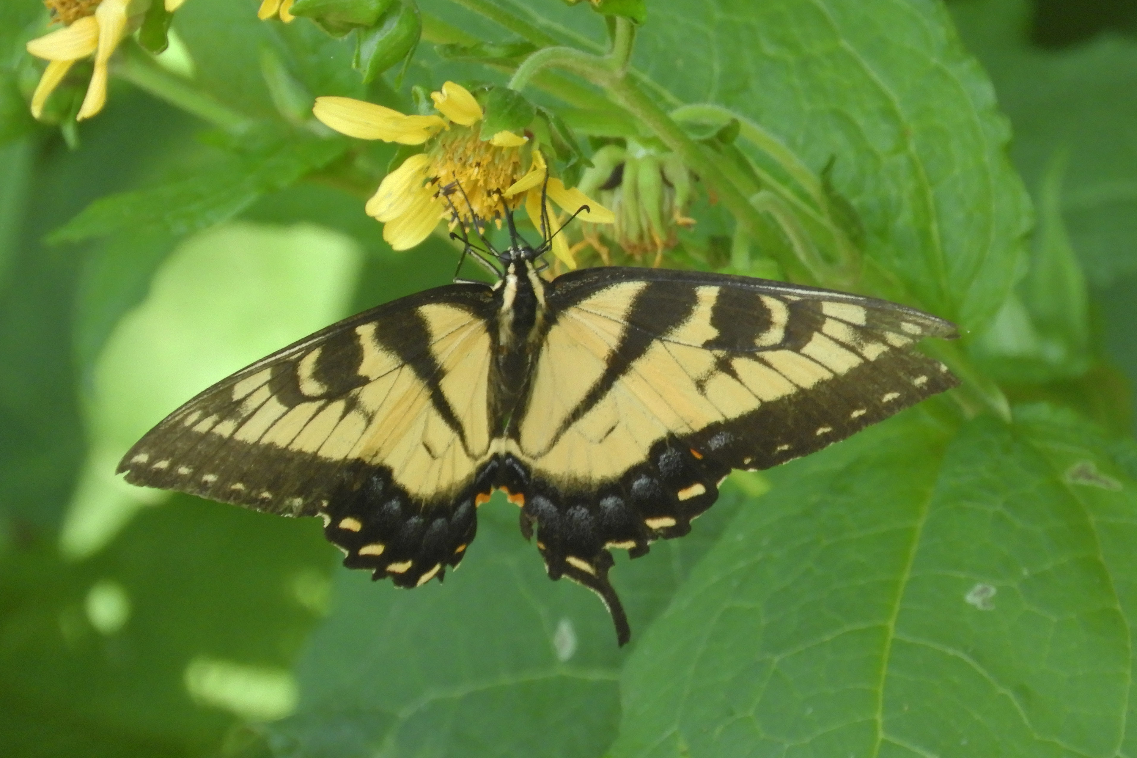 BW eastern tiger swallowtail butterfly