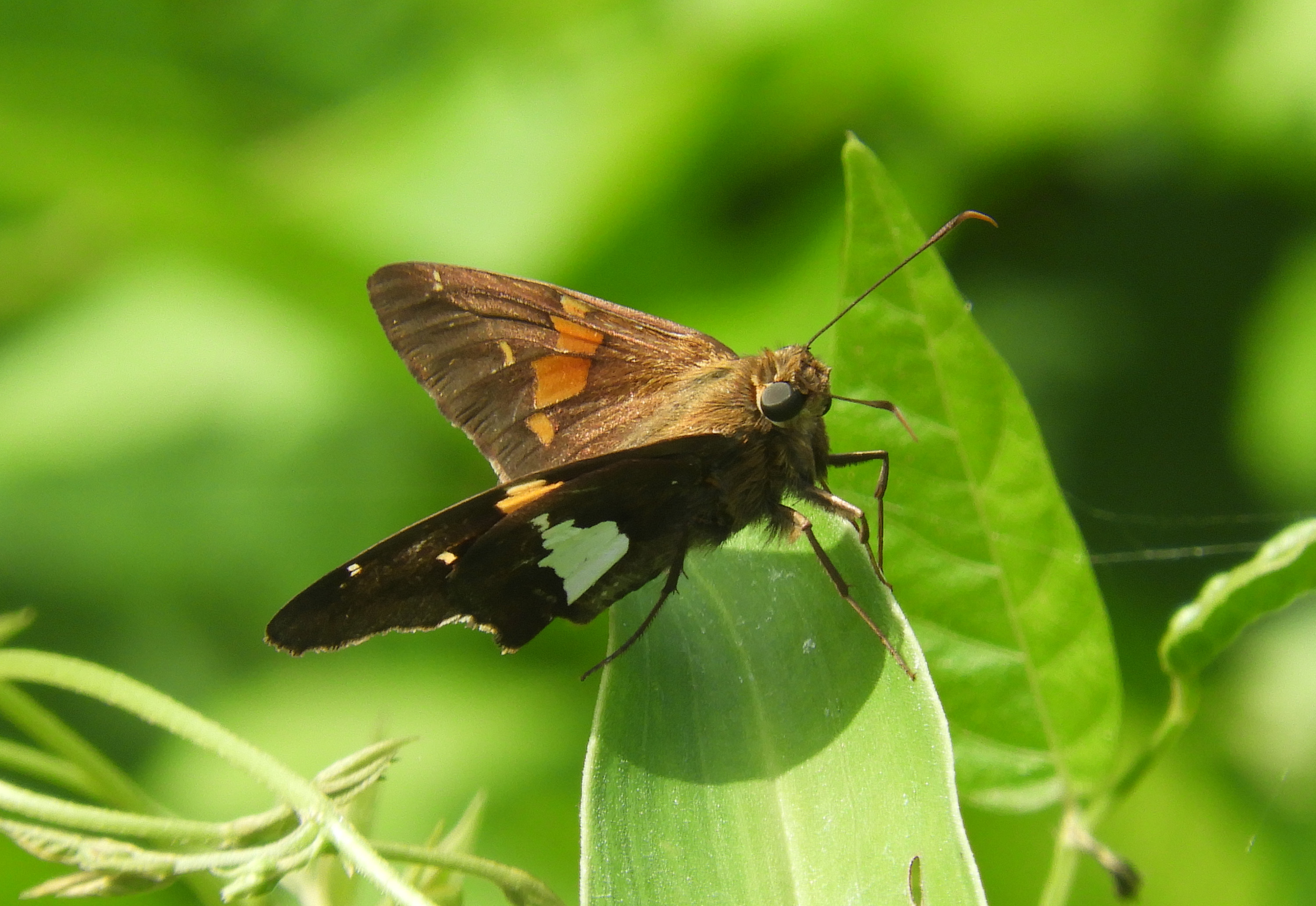 BW silver spotted skipper