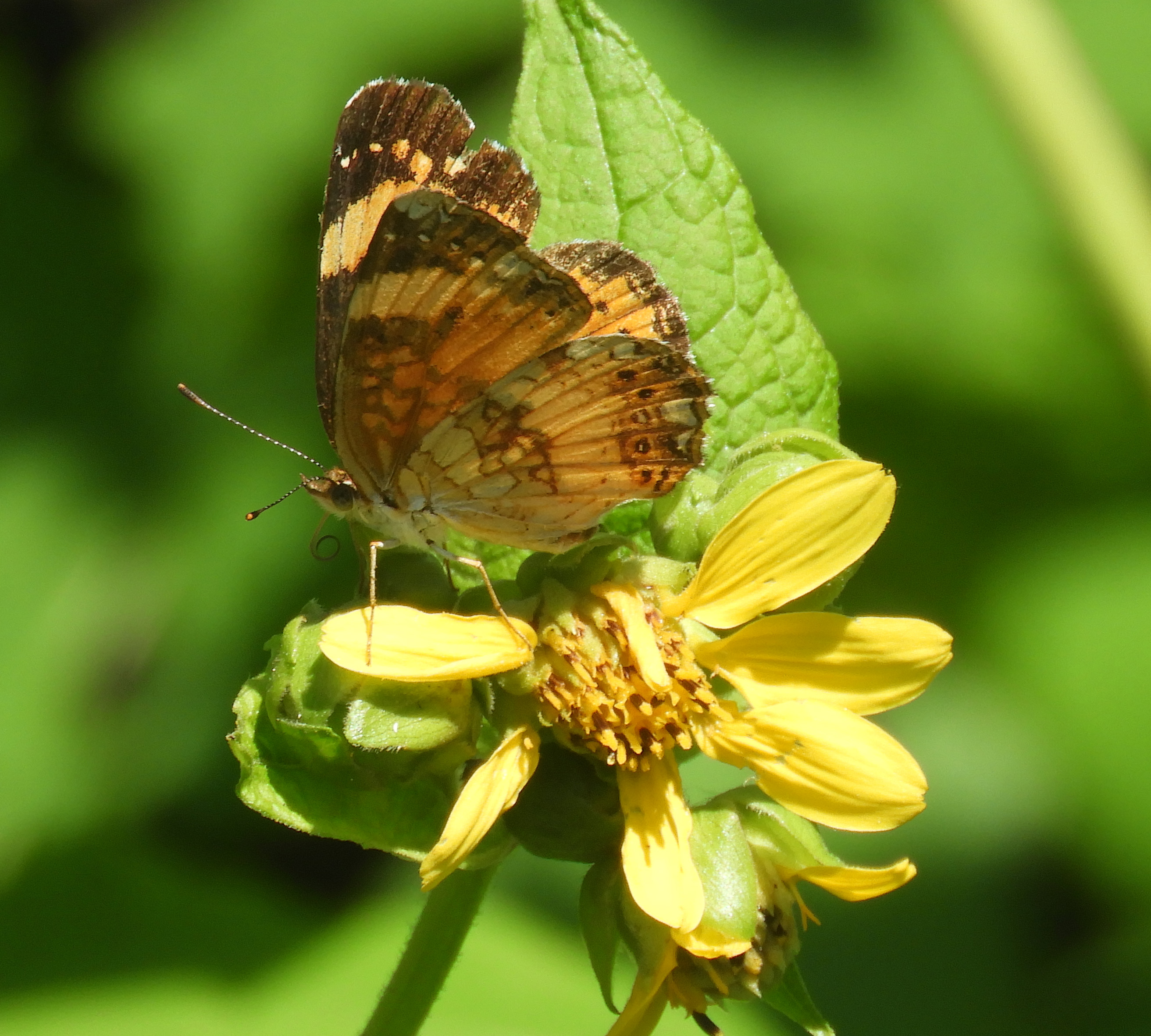 BW silvery checkerspot butterfly 2