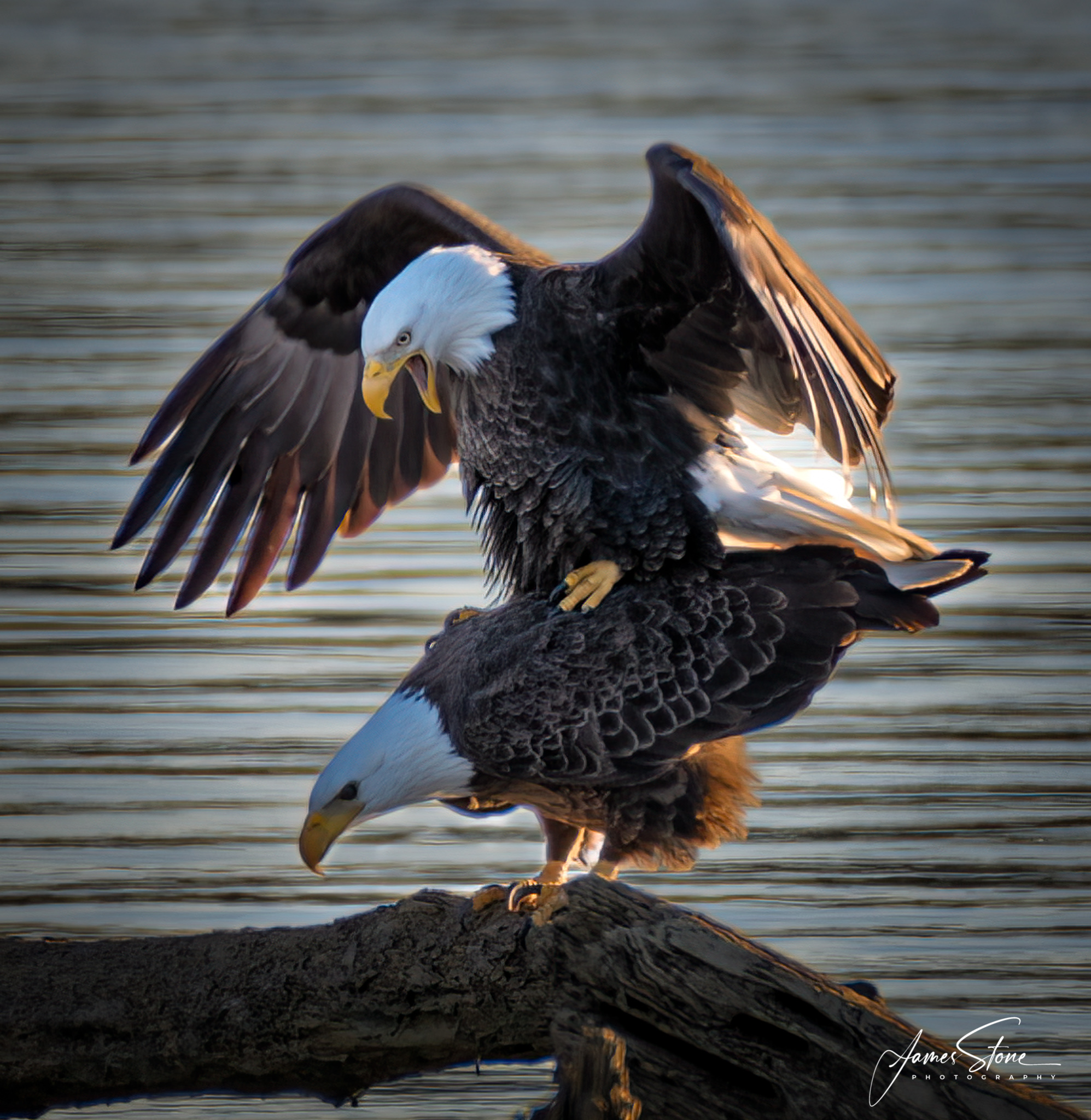 Bald Eagle Pair Jim Stone