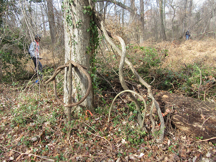 Ballard invasive vine sculpture