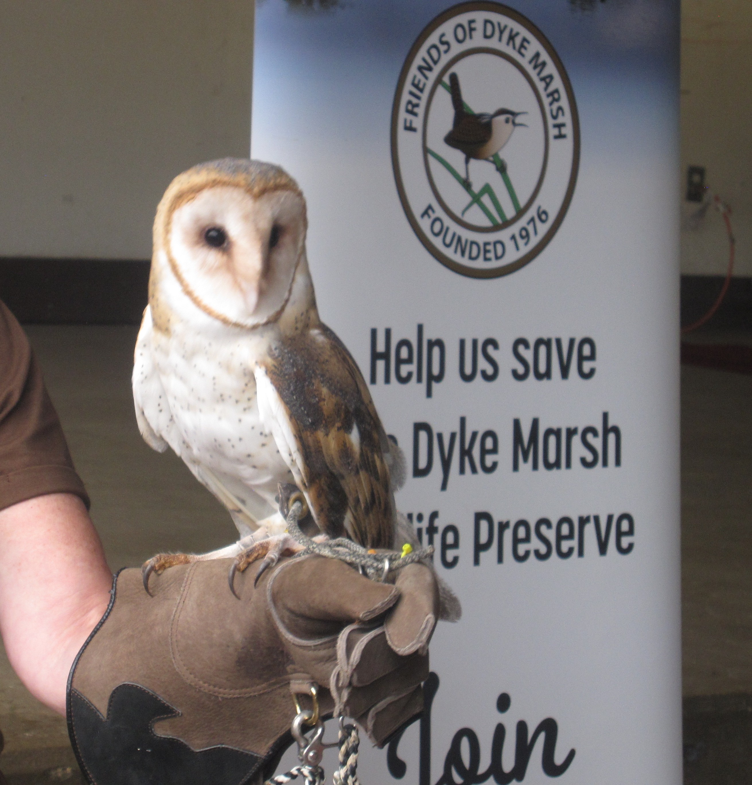 Barn Owl 2026