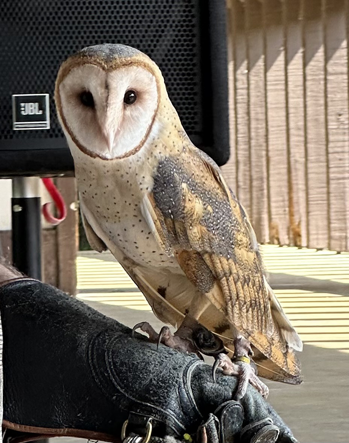 Barn_owl_Tyto_alba-700.jpg