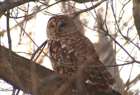 Barred owl