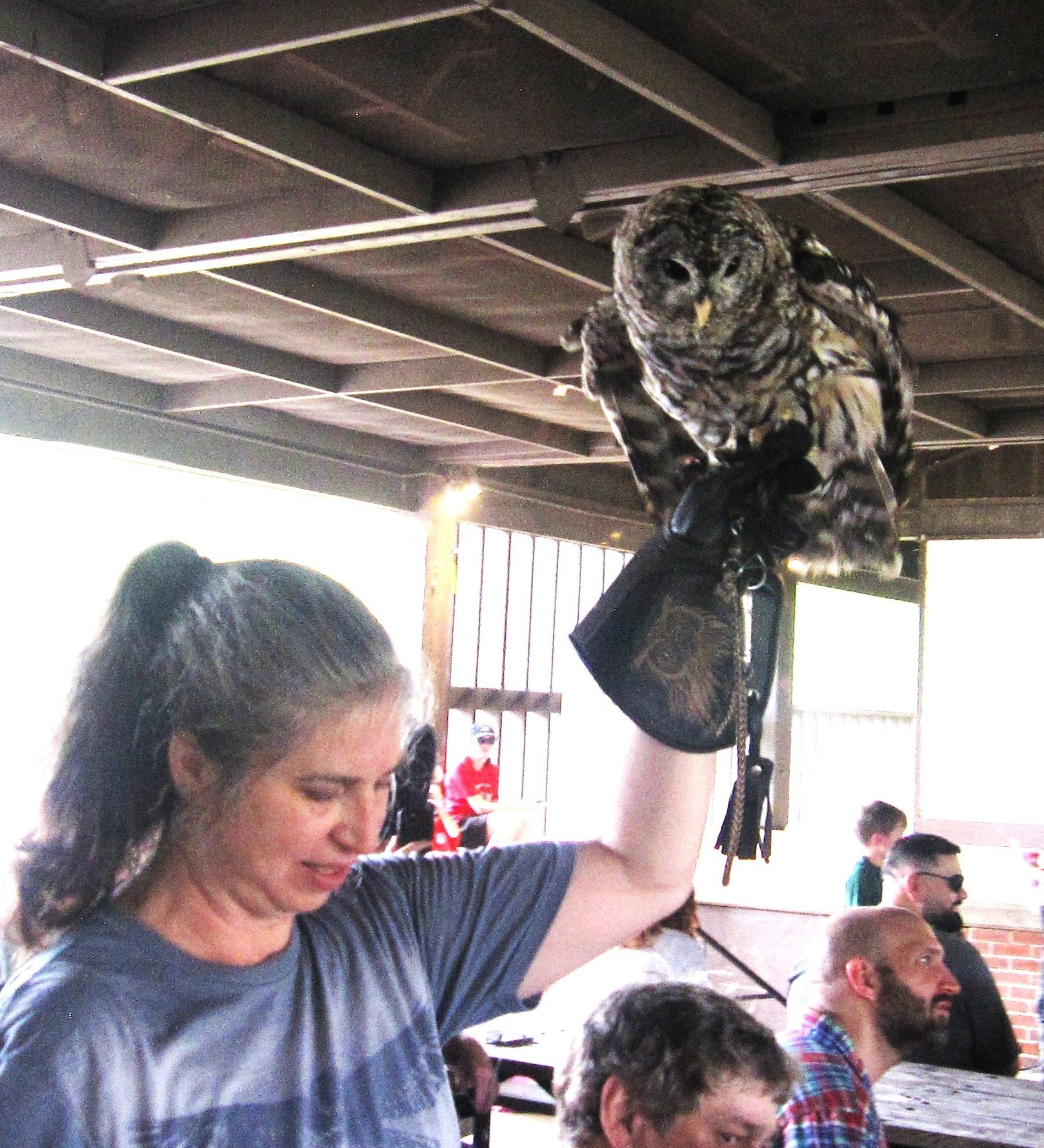 Barred owl