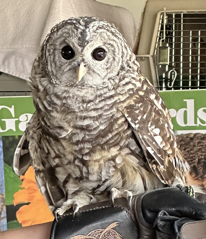 Barred_owl_Strix_varia-700.jpg