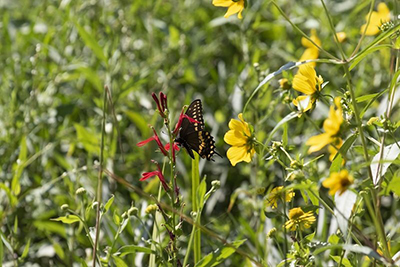 Dyke Marsh Highlighted by Bird Alliance