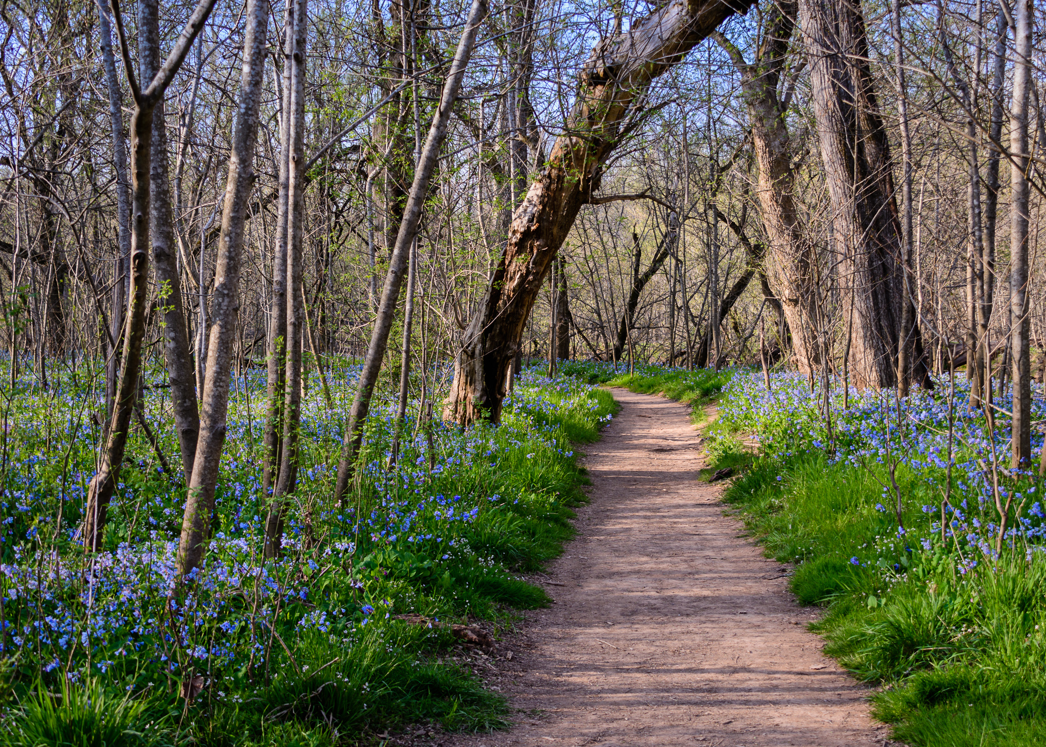 Blue Bells at Days End Jim Stone