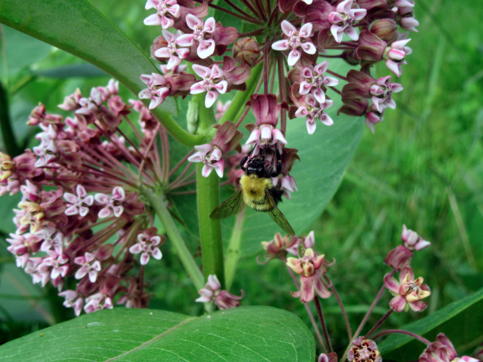 Bumble bee on Milkweed GB 230726 medium