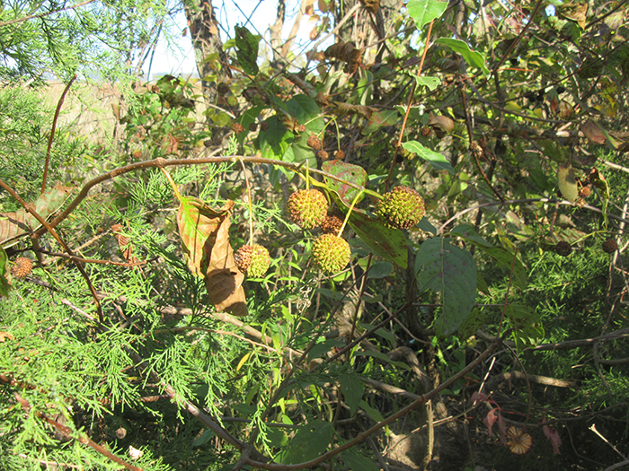 Buttonbush_plants_Cephanthalus_occidentalist_have_ball-like_flowers-gb-700.jpg