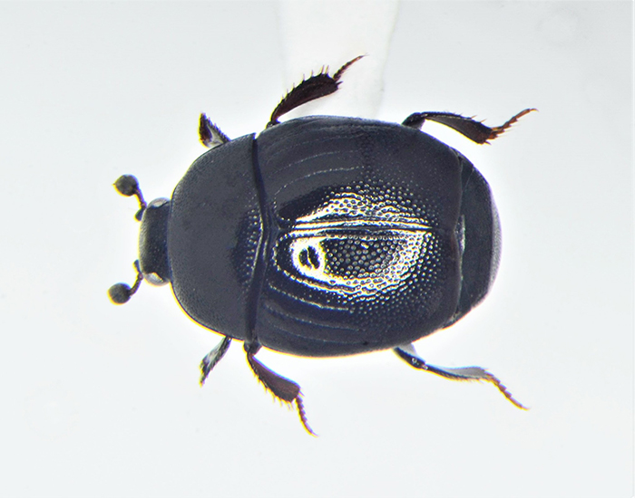 Clown beetle Geomysaprinus moniliatus Ludo Leclerc 2020