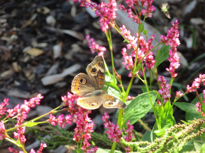 Common buckeye butterfly