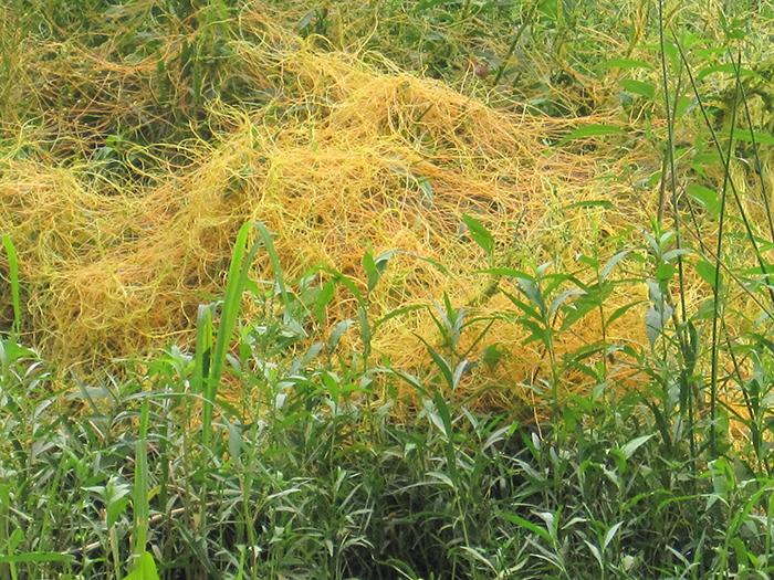 Dodder_the_spaghetti_plant_is_a_parasitic_yellow_vine_genus_Cuscuta-700.jpg