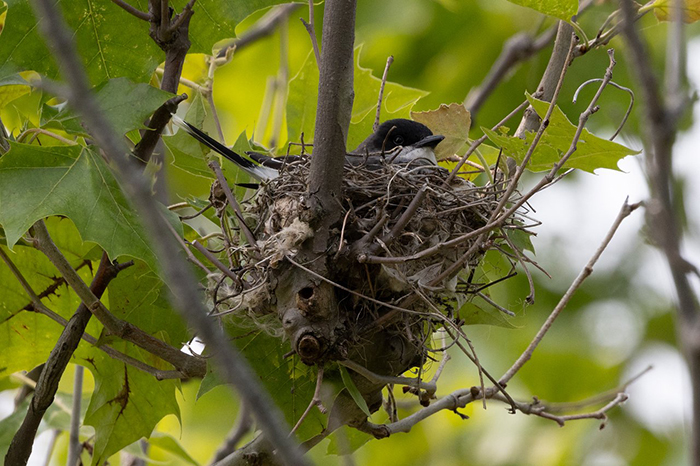 Eastern_Kingbird_nesting_-_Dixie_Sommers-700.jpg