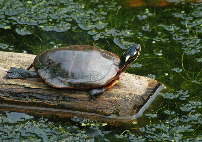 Eastern_Painted_Turtle_Chrysemys_picta_picta-700.jpg