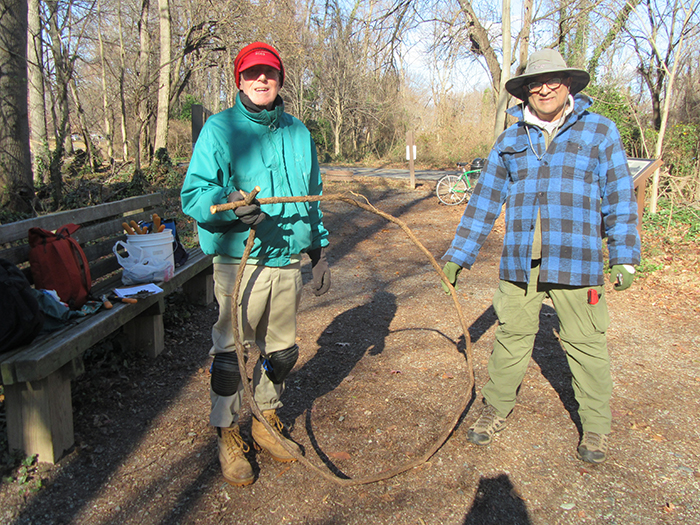 FODM_Board_members_Jim_Gearing_and_Clarence_Monteiro_tackled_a_porcelain_berry_vine-700.jpg