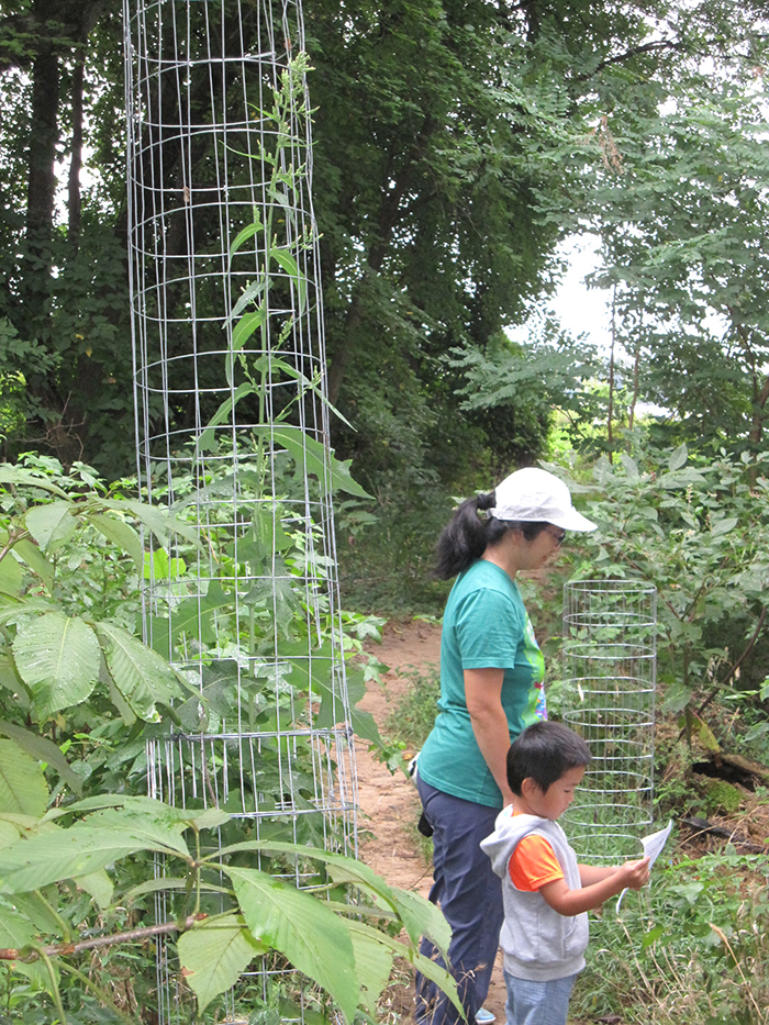 FODMers_have_put_temporary_cages_around_some_wild_lettuce_plants_Lactuca_virosa_to_protect_them_from_deer_browse-700.jpg