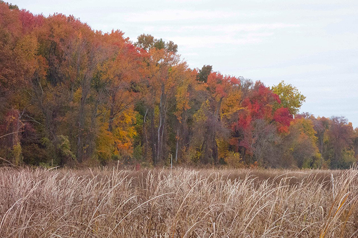 Fall_color_at_Dyke_Marsh_-_Dixie_Sommers-700.jpg