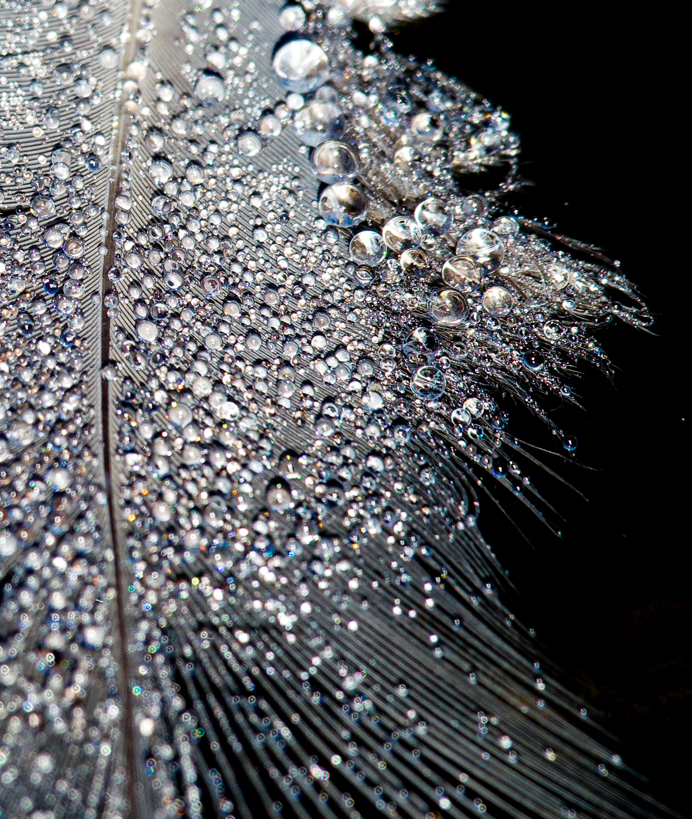 Feather with dew Jane Gamble