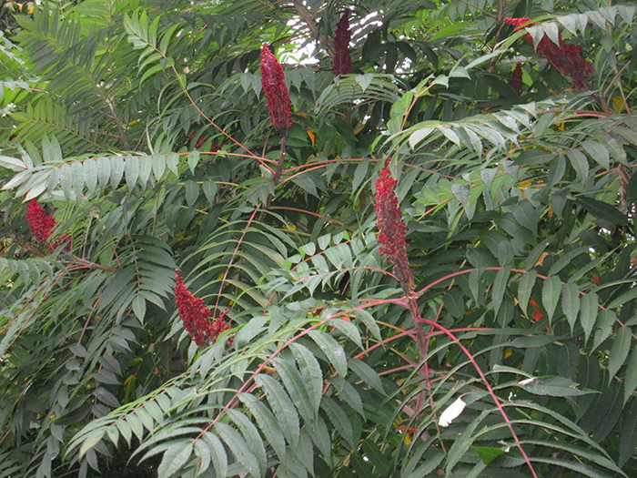 For_the_entire_GWM_Parkway_the_smooth_sumac_Rhus_glabra_with_red_berry_clusters_in_the_fall_is_only_found_in_Dyke_Marsh-m-700.jpg