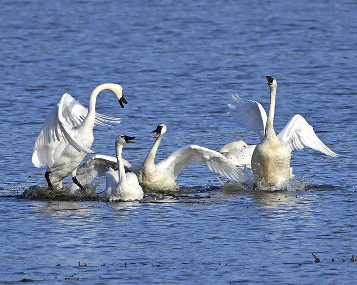 Frolicking Tundra Swans photo by randy streufert