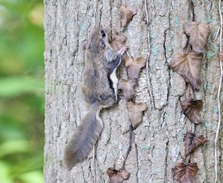 Flying squirrel