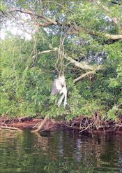 great blue heron