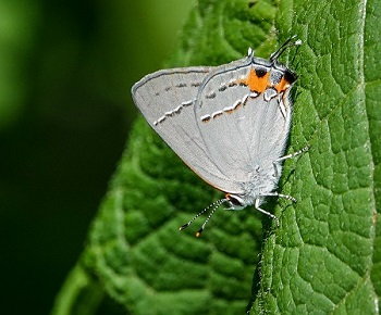 Gray hairstreak butterfly
