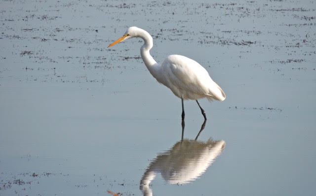Great egret Bill Young