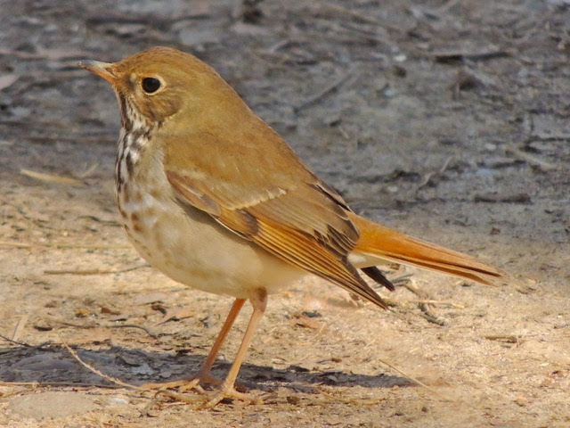 Hermit Thrush Bill Young