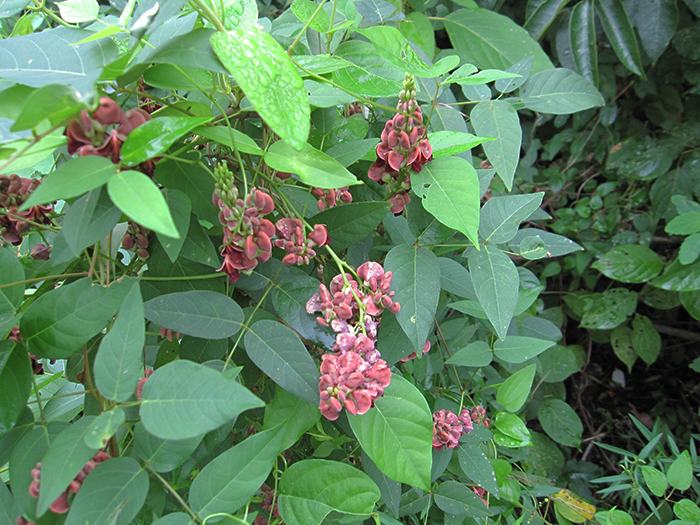 Indigenous_people_dug_up_groundnut_Apios_americana_tubers_for_food_The_plant_has_reddish-purple_sweet-pea-like_flowers-700.jpg