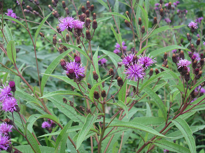 Ironweed_Vernonia_gigantea_which_likes_wet_soil_had_stunning_purple_blossoms-700.jpg
