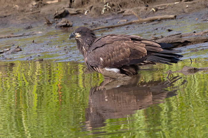 Juvenile_Bald_Eagle_bathing_at_Dyke_Marsh_-_Dixie_Sommers-700.jpg