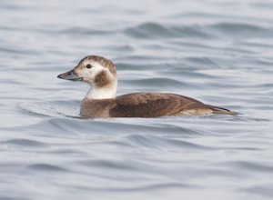 long-tailed duck