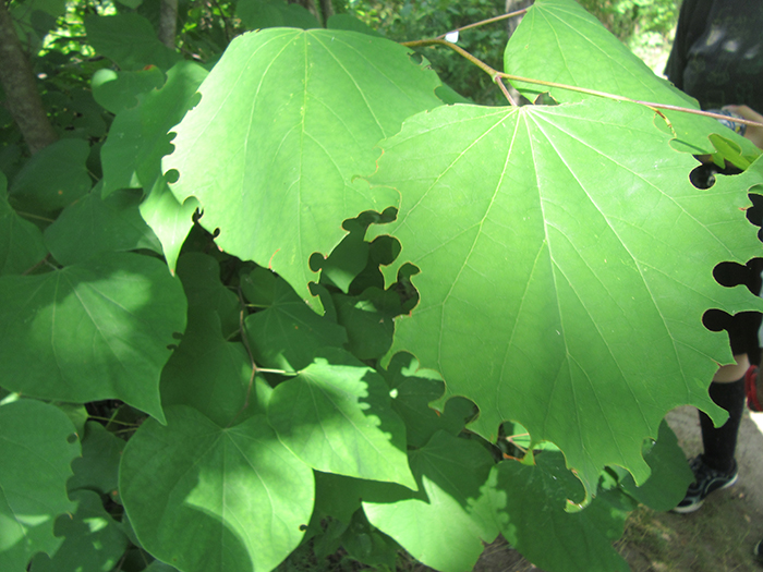 Leaf_cutter_bees_genus_Megachle_chomped_out_circular_pieces_of_redbud_tree_leaves-1-700.jpg