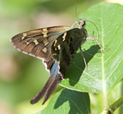 Long-tailed skipper butterfly