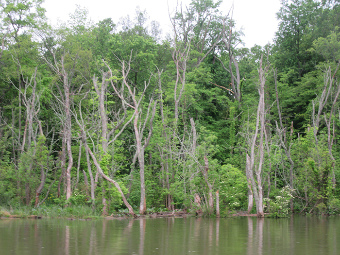 Many dead pumpkin ash trees are visible along the marsh shoreline med